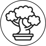 bonsai@4x